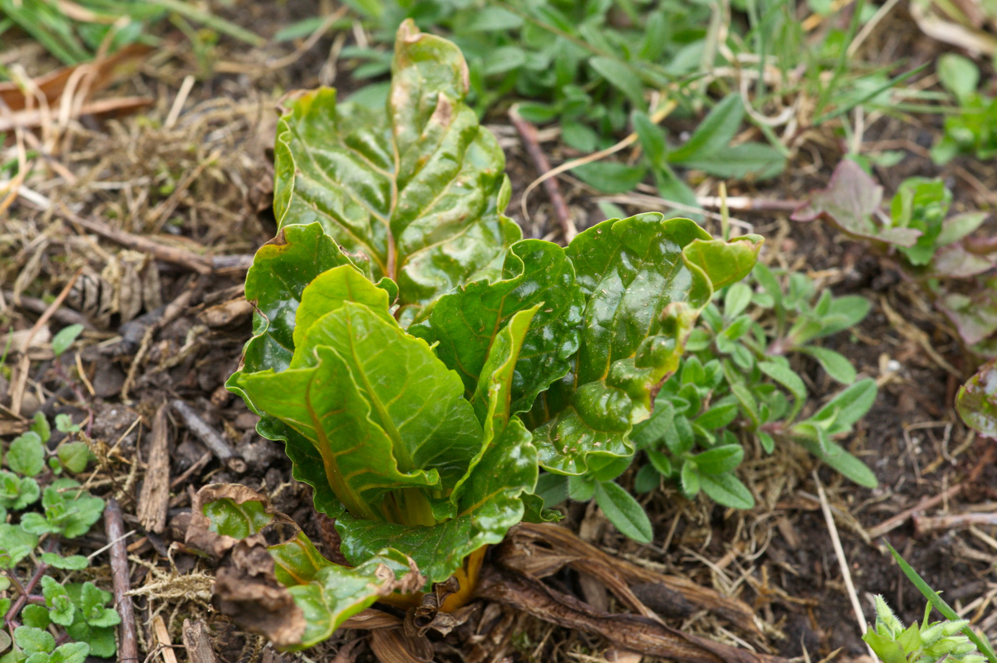 20210402  Gruen(t)raumHeimfeld 011